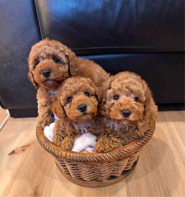 Teacup Poodle Puppies for Sale