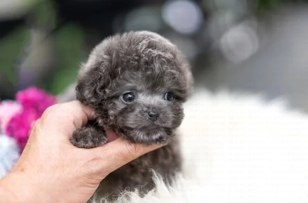 Toy Poodle Puppies for Sale