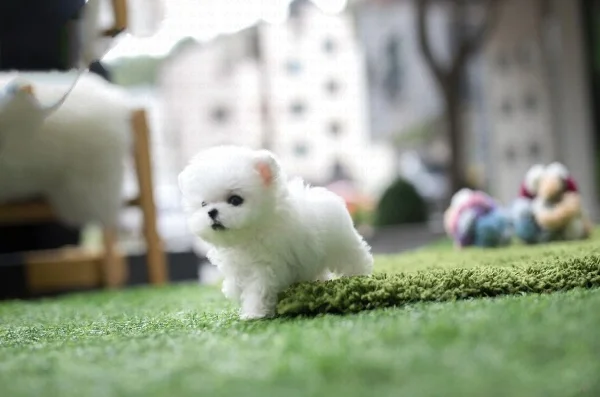 Teacup Poodle puppies Ready