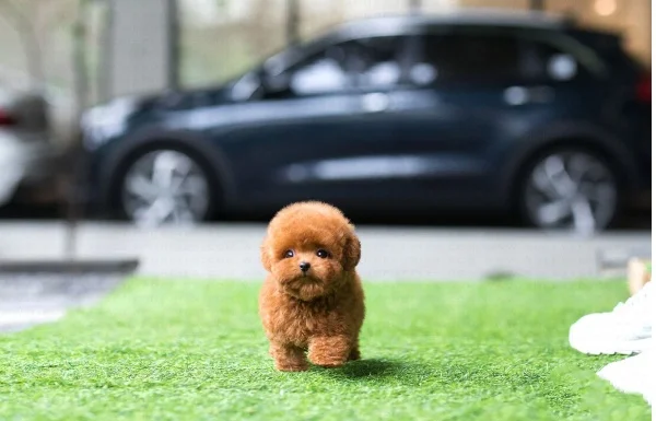 Teacup poodle puppies for sale