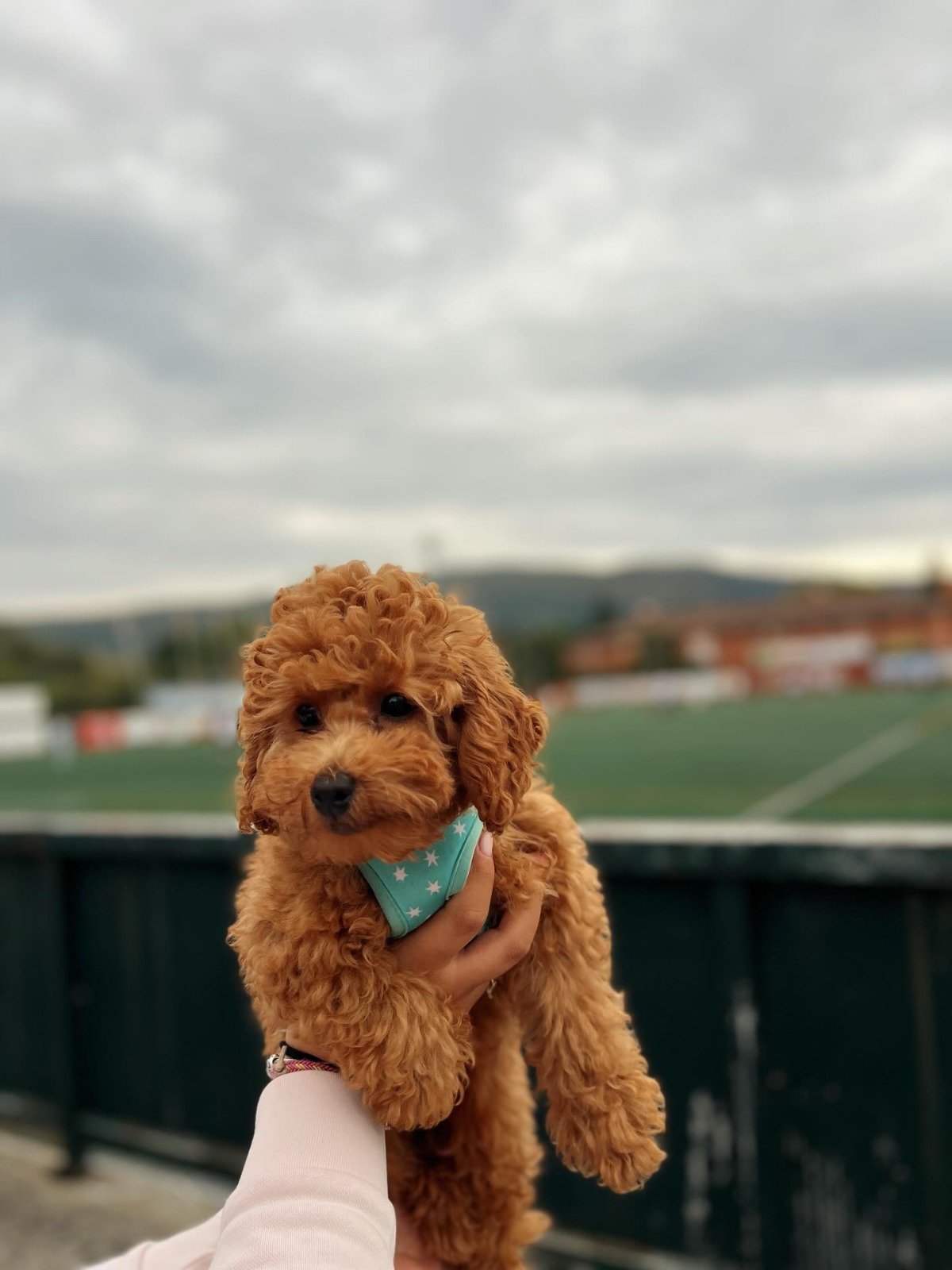 Purebred Teacup Poodle for sale