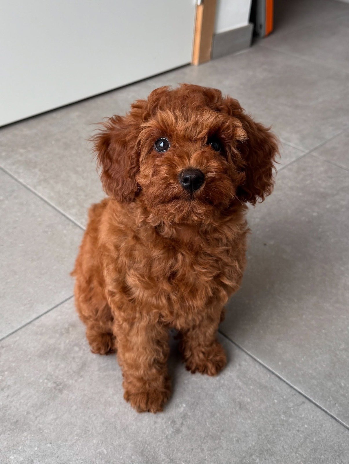 Teacup Poodle Puppies for Sale