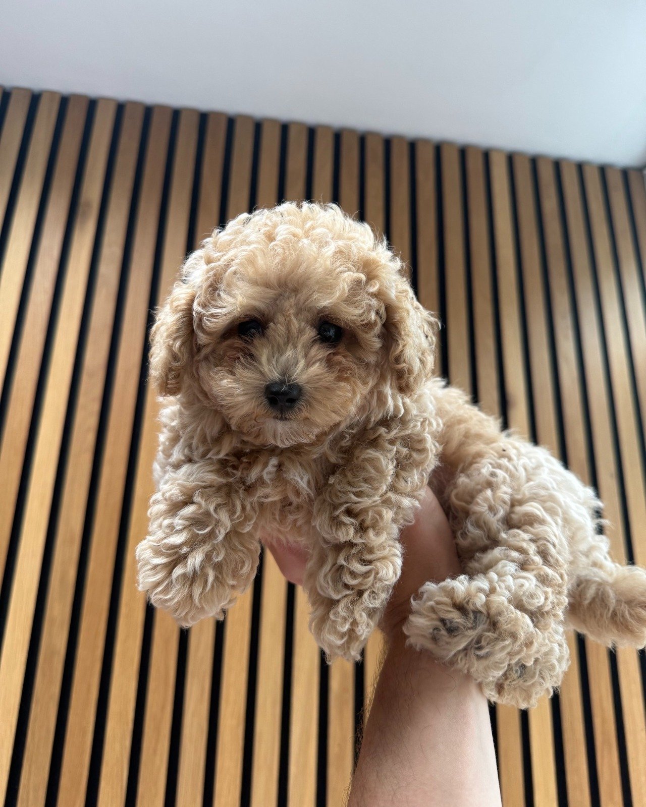 Micro Poodle Puppies