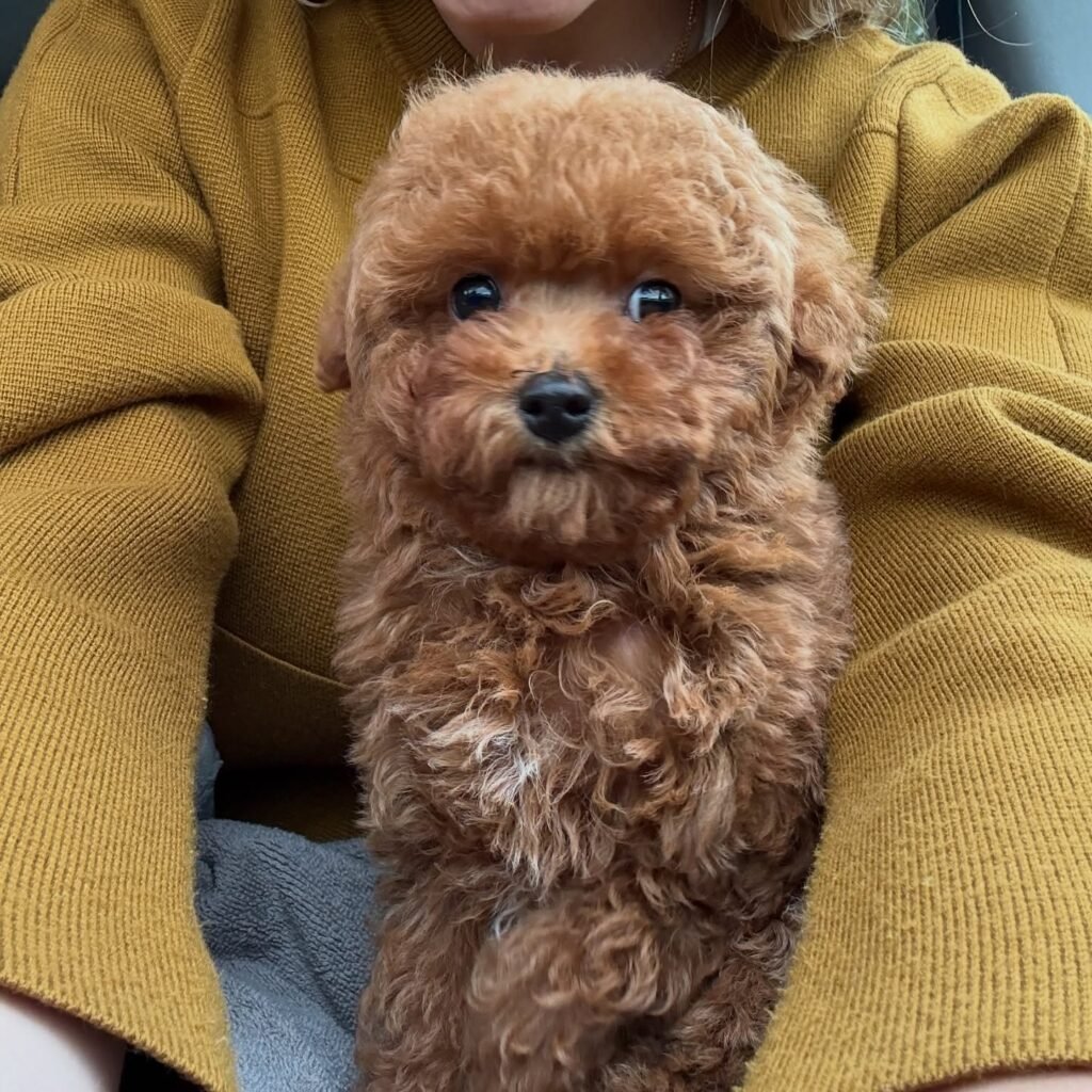 Teacup Poodle puppies with fluffy coat